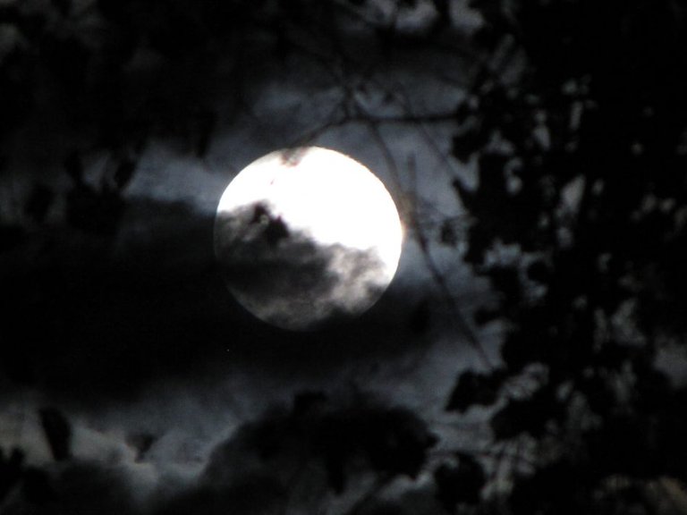 Full moon through trees by Meredith Loughran, photography