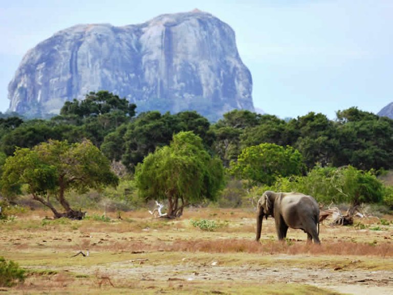 Minneriya National Park