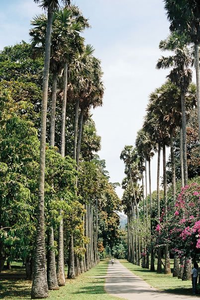 Picnic in the Royal Gardens of Peradeniya