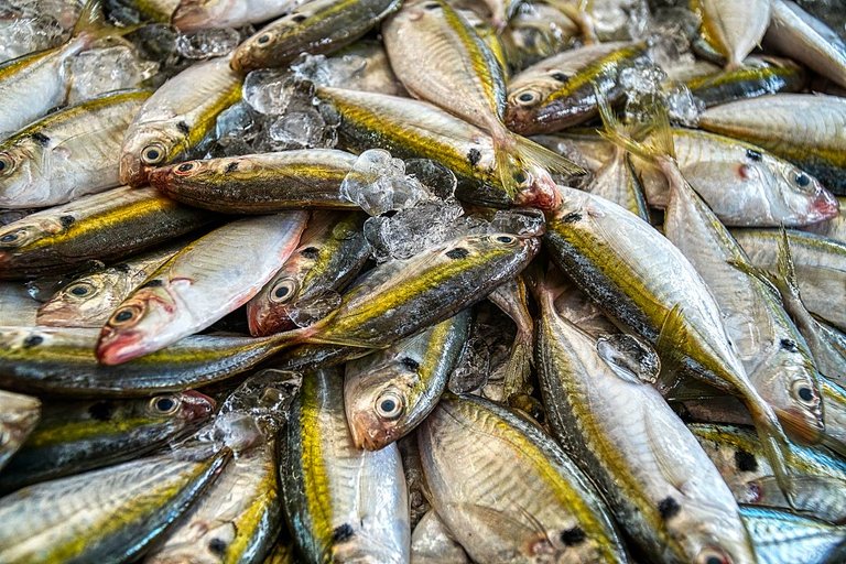 fishes on the market