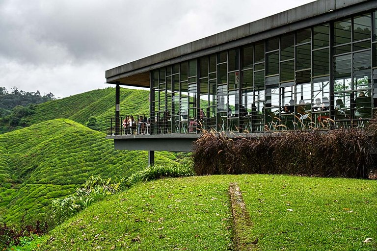 BOH tea plantation