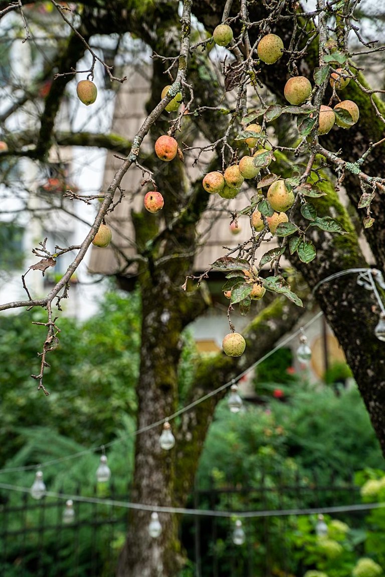 kendov dvorec apple tree