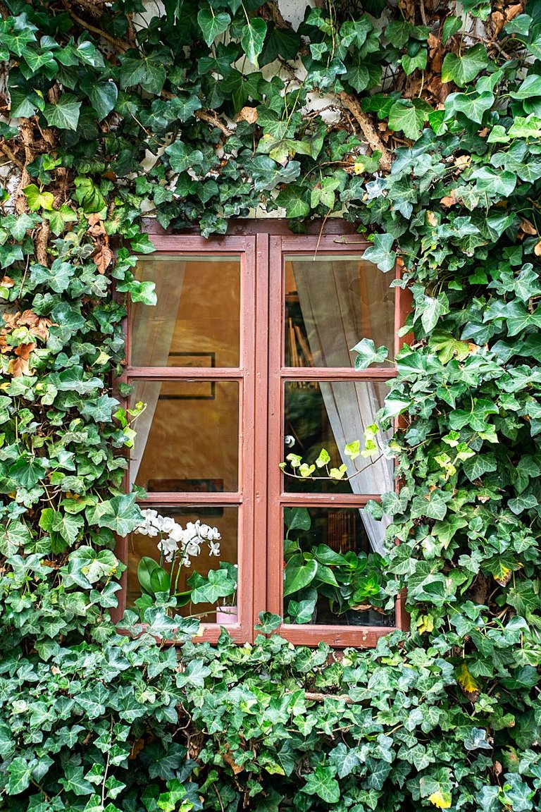 window in the middle of the greenery