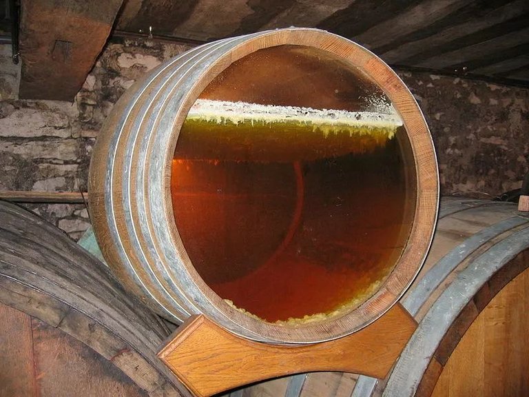 酒桶上层的发酵菌膜