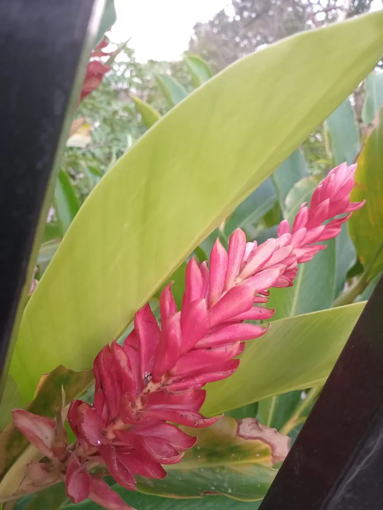 c7VHZTgyviuACtQm_image-3858515480962964793.webp