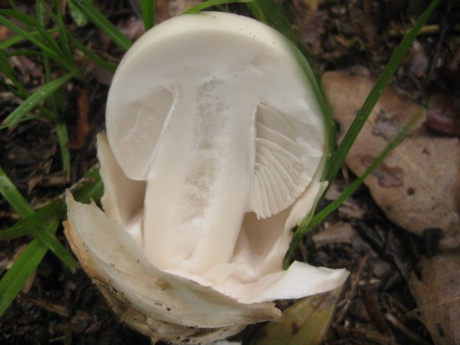 Caution! Amanita hatching from an egg shaped mass.