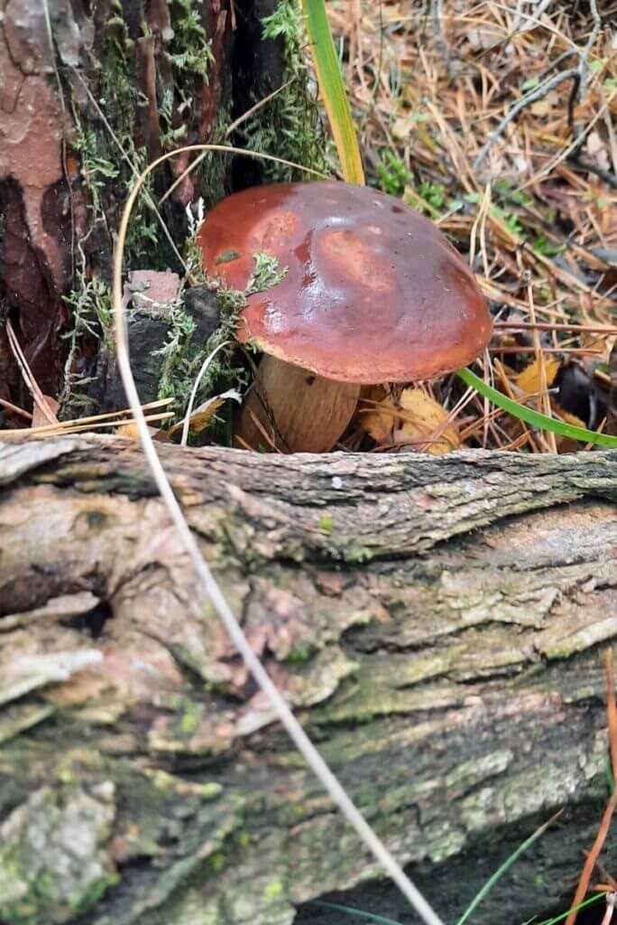 Latvian mushroom