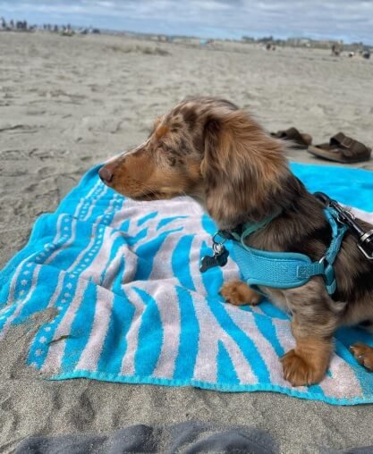 Two sisters and Viserion - Long Hair Chocolate Dapple Dachshund