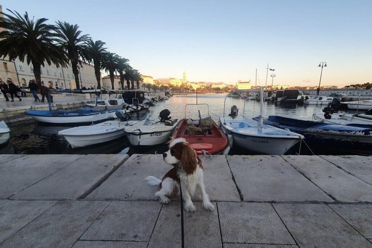 Exploring Europe with Henry - a King Charles Cavalier Spaniel
