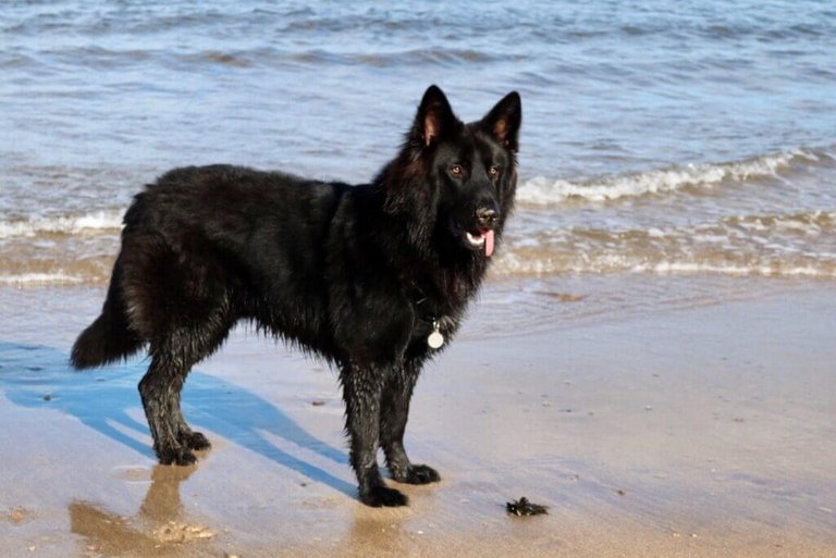 Traveling with a 48kg heavy Belgian Shepherd