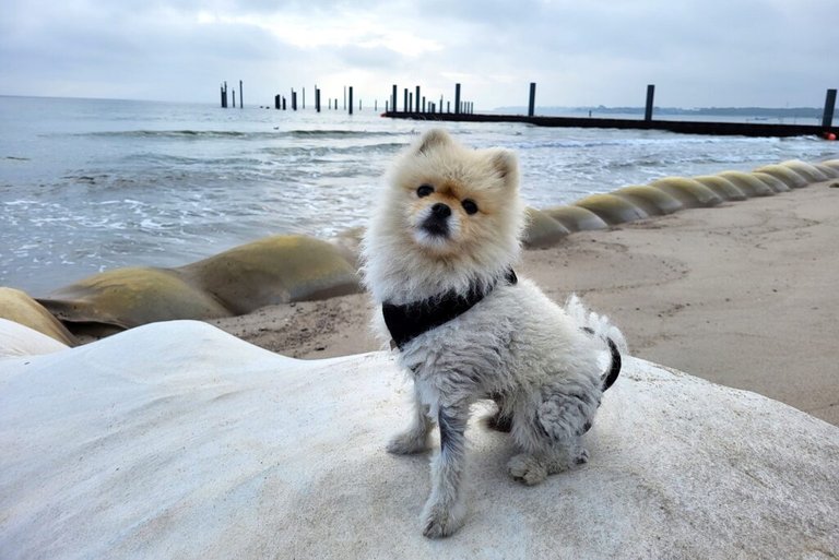 Timmendorfer Strand, a dog-friendly beach 