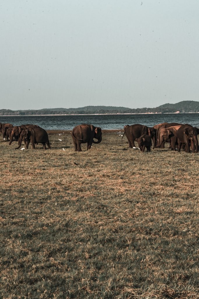 minneriya national park sri lanka