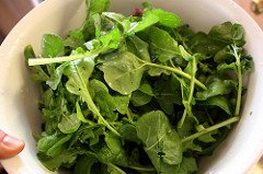 Arugula source of nitrates