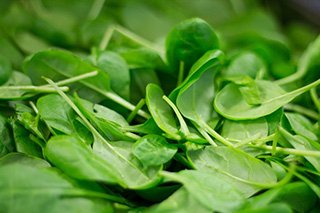 Spinach source of nitrates