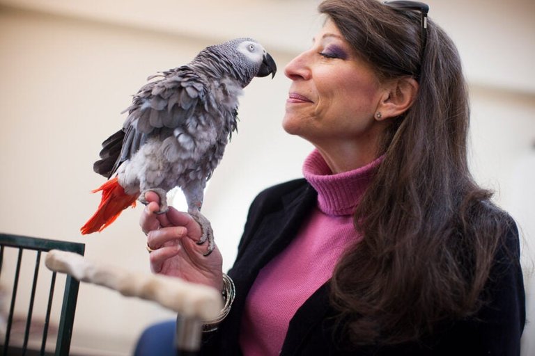 Dr. Irene Pepperberg at Harvard University