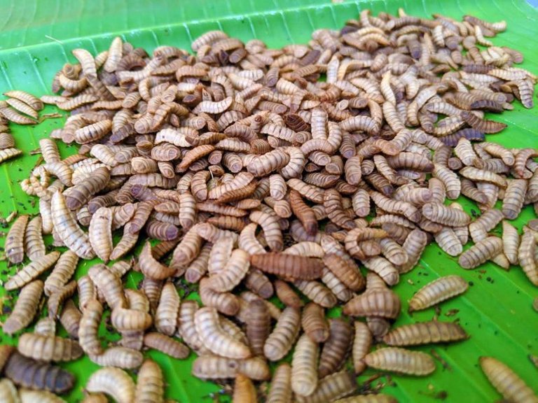 black soldier fly larvae