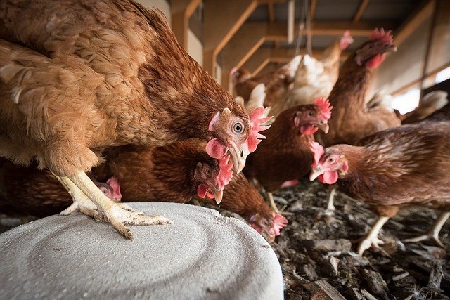 chickens in farm