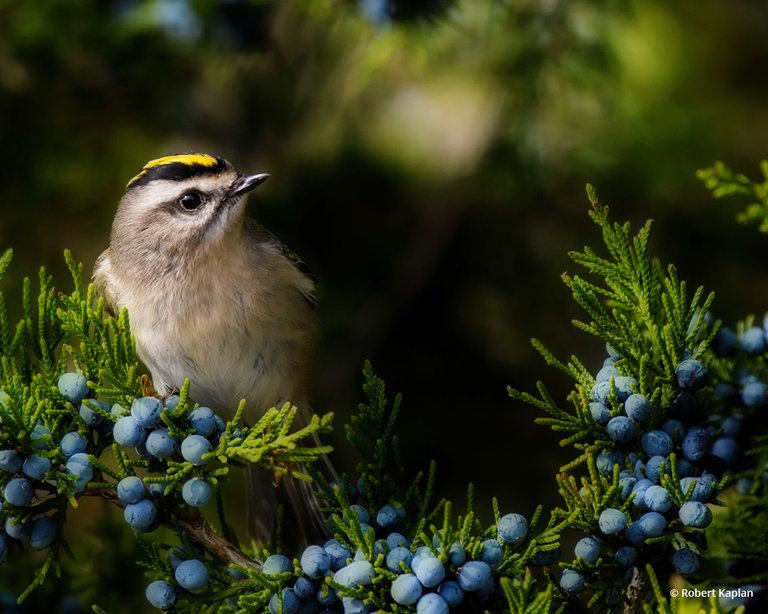 Today’s Photo Of The Day is “Golden Crowned Kinglet” by Robert Kaplan. Location: Jamaica Bay Wildlife Preserve, New York.