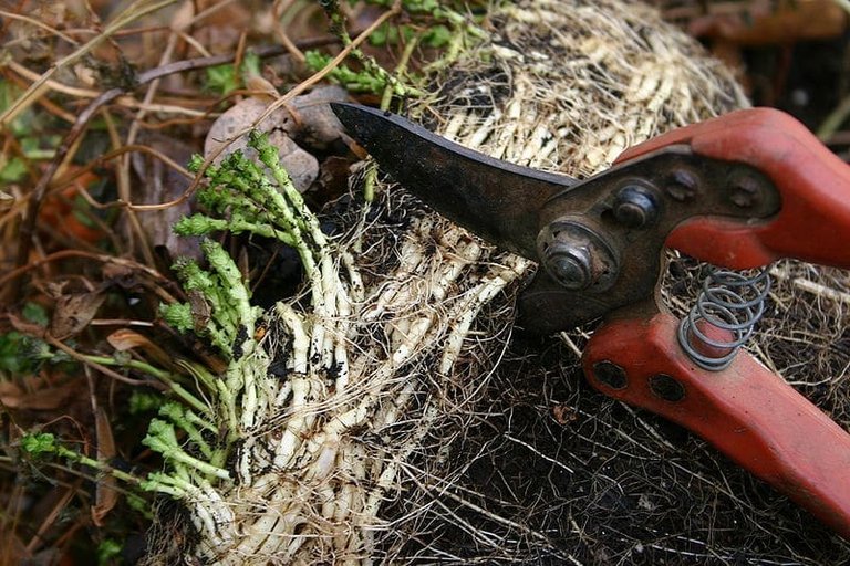 Homesteading Tools: Pruning Shears