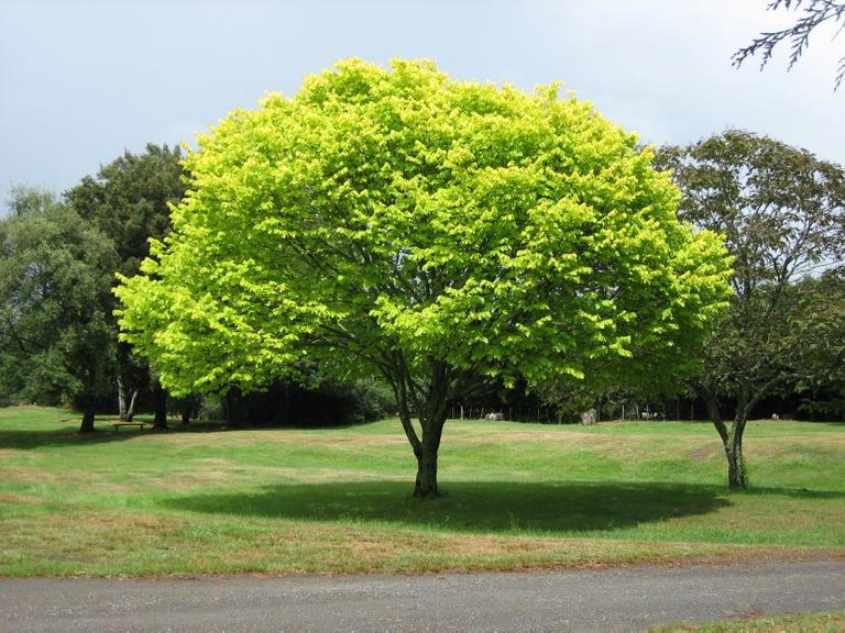 Imagén de los arboles