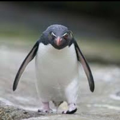 The pissed off penguin
