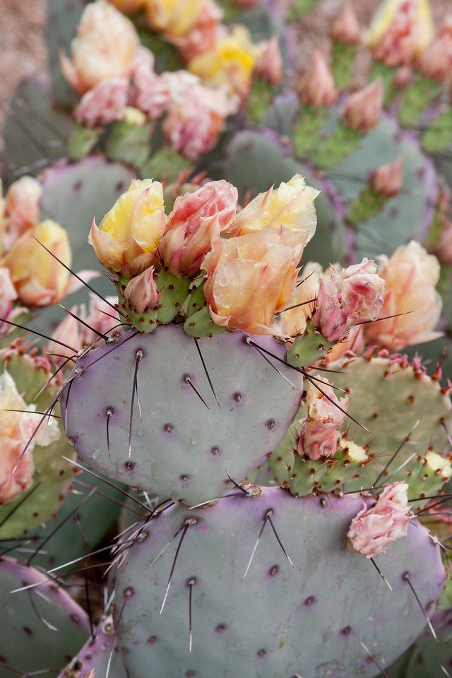 Prickly Pear Flowers