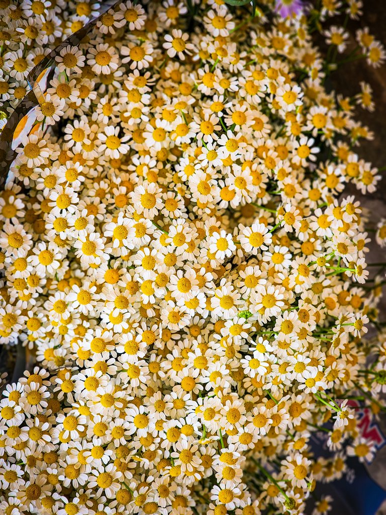 Pile of fresh chamomile flowers at a Copenhagen market stall