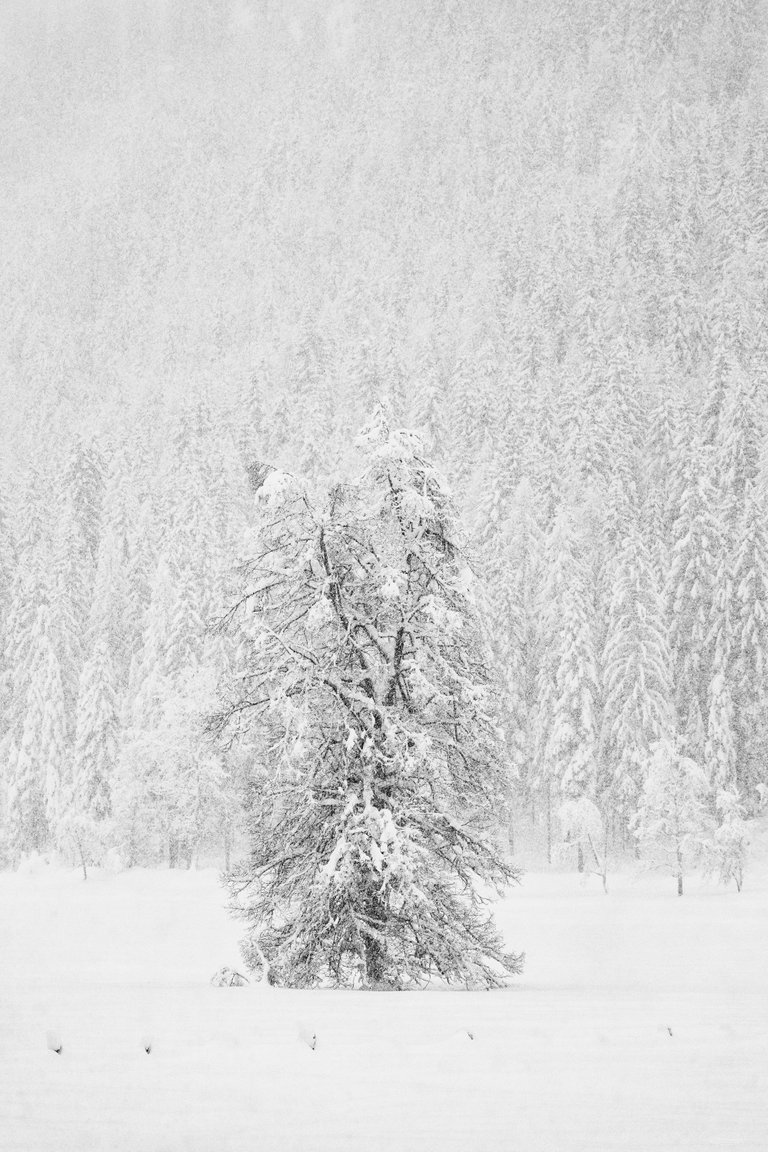 Snowy tree at the Farchtensee