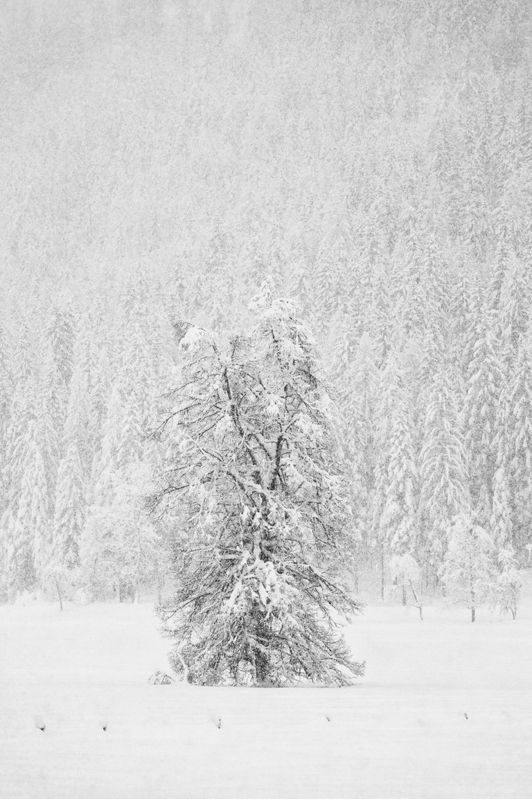 Snowy tree at the Farchtensee