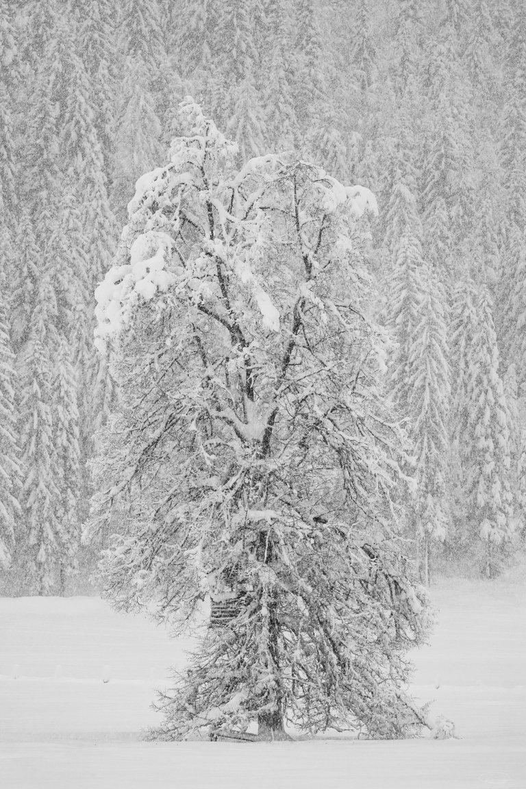 Snowy tree at the Farchtensee