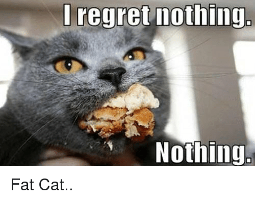 Image result for cat fat meme
