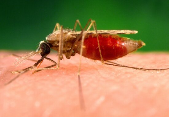 Malaria; The Liver and Red Blood Cell Fetal Disease