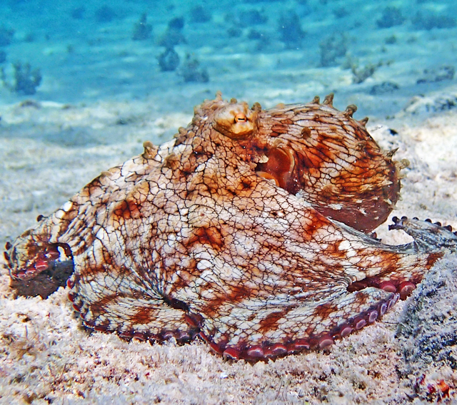 octopus4