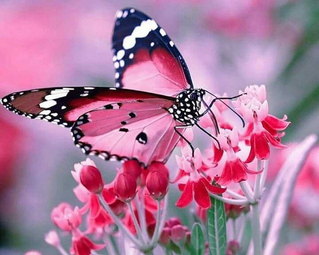 043e749306e8306139eafd279760cf61_beautiful_butterflies_flowers_butterflies