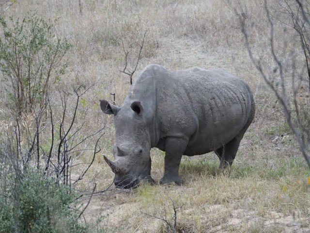 Animals of South Africa