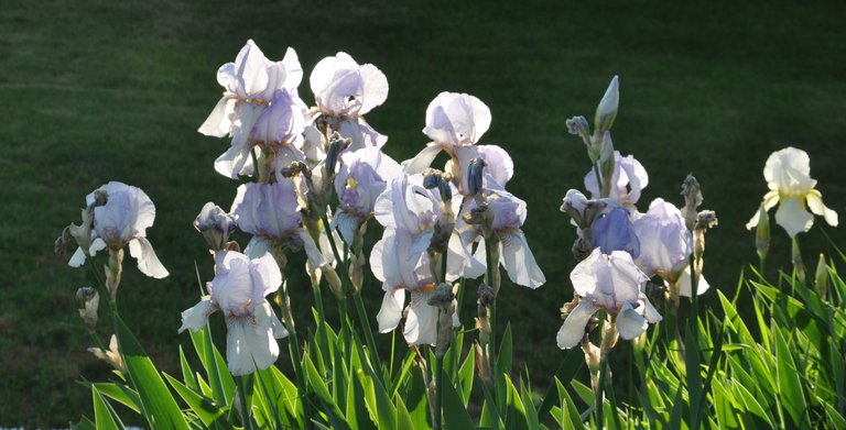 Blue Iris