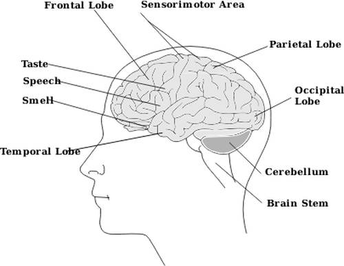 publicdomainvectors.org || https://publicdomainvectors.org/en/free-clipart/Vector-image-of-parts-of-human-brain-diagram/21878.html