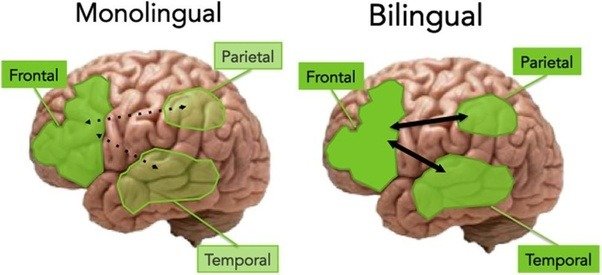 Resultado de imagen para the cerebro the children bilingual