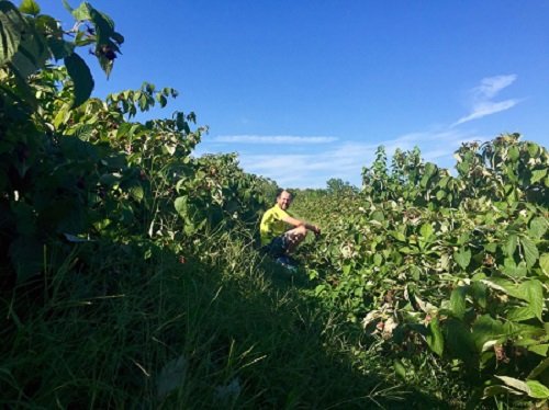 Jens Picks Some Berries