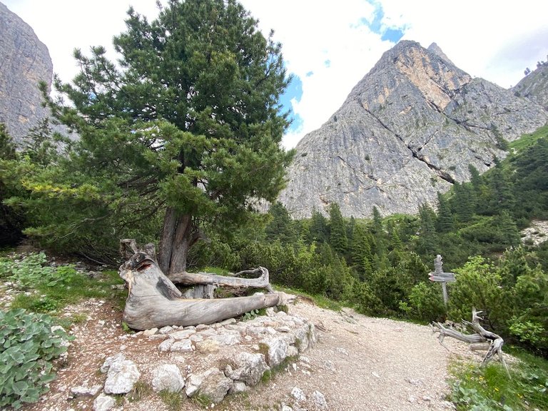 Eine Sitzbank in den Dolomiten aus einem ganzen Baumstamm hergestellt
