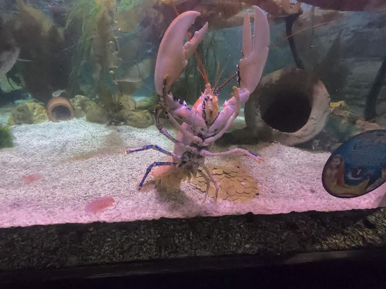 Lobster photo.