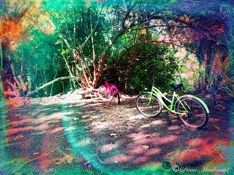 Bikes on the hill, Parea, Huahine
