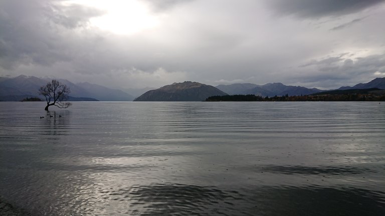 That Wanaka Tree...