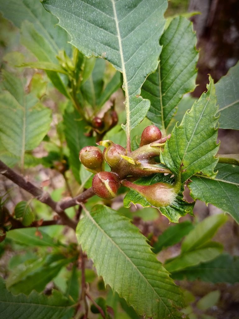 Galls on Chestnut Tree's Branches