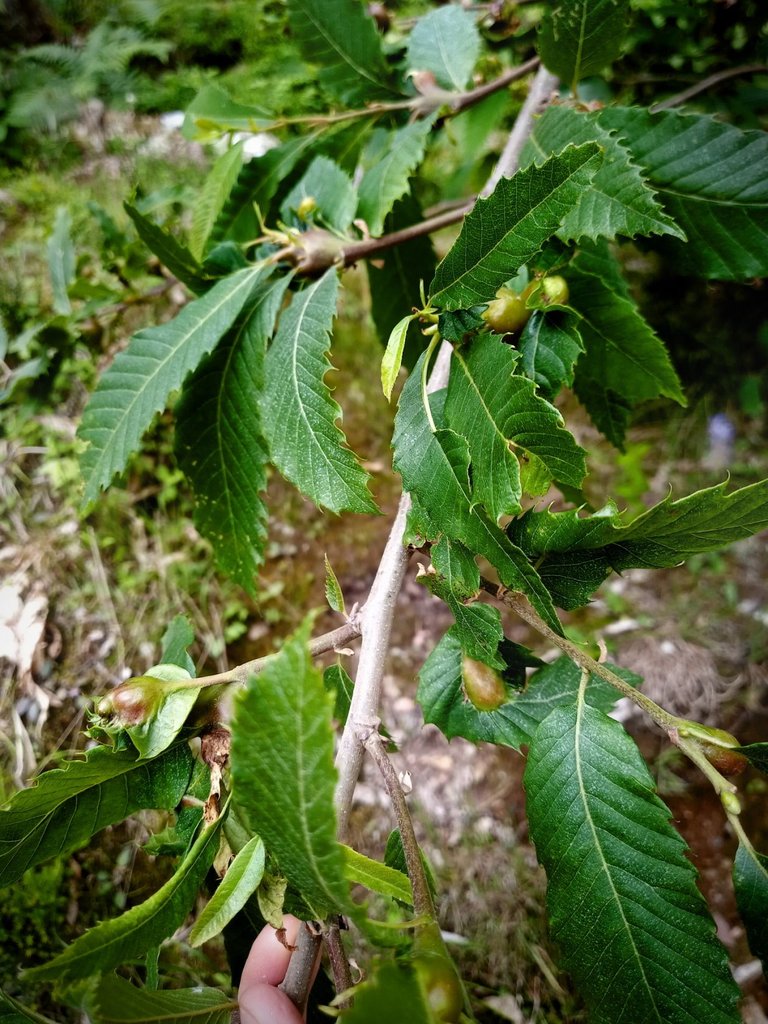 Galls on Chestnut Tree's Branches