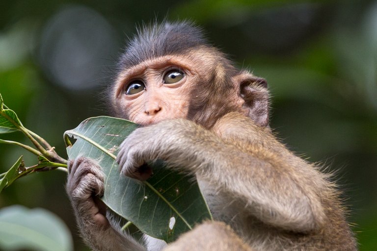 Wild Monkey in Angkor Wat