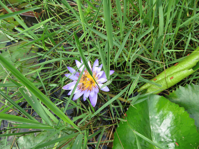 Indigenous to South Africa - Blue Water Lily (Nymphaea nouchali var. caerulea)