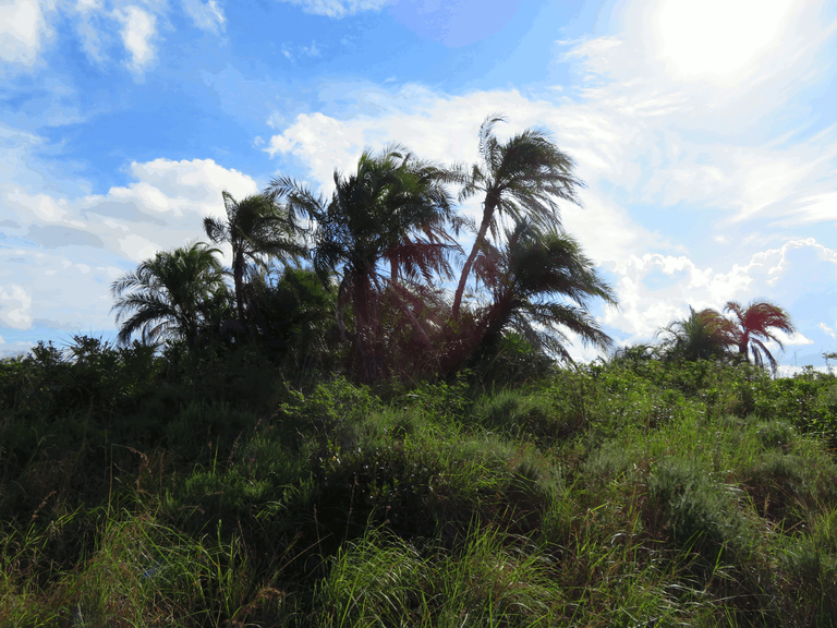 Warm Breeze through Palm Trees