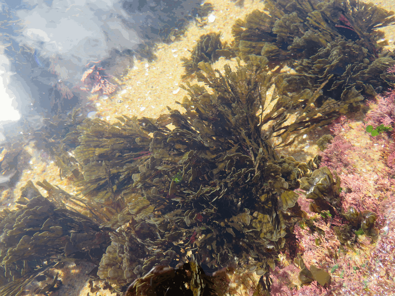 Tidal Pool - Marine Life