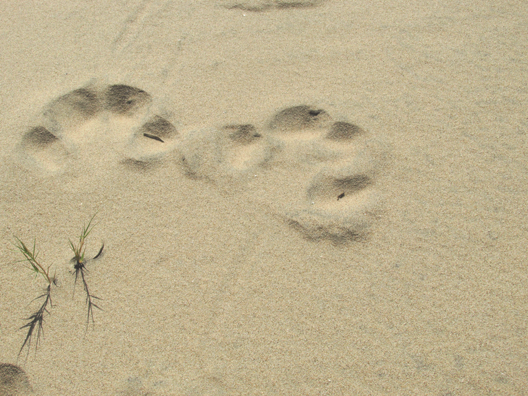 Hippo Prints on the beach